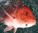 Red Snapper Fishing Opens