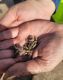 Golden Mussels Found During Boat Inspection at Thermalito Forebay