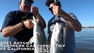 Stripers on the California Delta