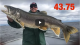 Giant Lake Trout Video