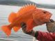 Caution: Avoid Yelloweye Rockfish