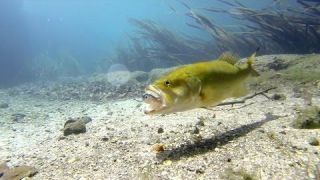 Bass Eats Lure in Ultra Clear Underwater Gopro Footage