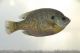 Bluegills and fly fishing