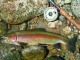 Fish Hatchery to Close