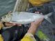 Record Highs  and Lows for Chesapeake Shad