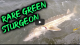 Rare monster green sturgeon at Suisun Bay VIDEO