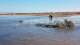 Avian cholera outbreak at Salton Sea