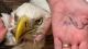 Bald eagle with fishing hook stuck in beak rescued