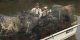 Over 45,000 Derelict Crab Traps Removed