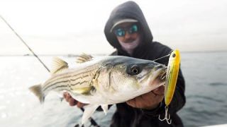 Crazy topwater Striped Bass action