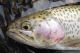 Statewide Trout Stockings Still Underway