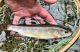 Stop Brook Trout from Being the Fish That Got Away