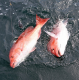 Red Snapper Count Reveals Decades of NOAA Inaccuracy