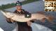 Pike that big on an 8 inch bucktail spinner. | Video