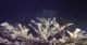 Summer Full Moons Trigger "Sex" on Florida Keys Coral Reefs