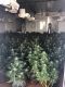 CDFW Shuts Down Illegal Cannabis Grows in Shasta