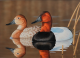 Annual California Duck Stamp Art Contest for CDFW