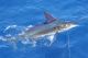 California Drift Net Fishery Continues to Kill Billfish