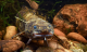 Freshwater fish are under threat