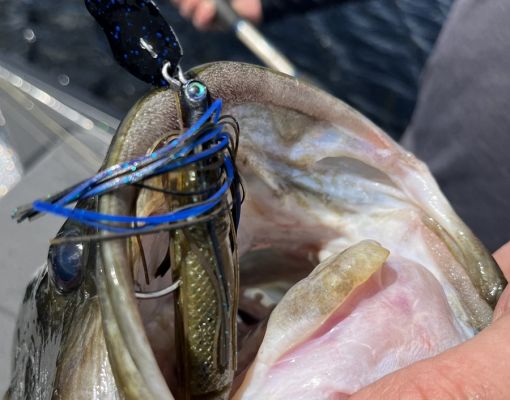 Winter fishing can be hit or miss, but it can also be lights out. Fishing this time of year can be great if you find the right areas and stay comfortable in the cold. The following are proven baits that will help you catch more bass when the temperatures dip and have earned the "must-have" title for winter bass fishing.
Vibration baits
When the water gets frigid, many anglers seek baits like blade baits. They work very well in extreme temperatures and have great action that is just like a dying baitfish. Most are metal, but the Deps Circuit Vibe is made of a circuit board with a unique vibration that appeals to cold-water fish. It's a premium blade bait and you won't find any cheap hooks or split rings on this bait.
A blade bait's lift and drop retrieve is deadly during winter, and a flat lipless crankbait like the Yo-Zuri Rattl'N Vibe will do it, too. It's a great way to imitate dying fish. This bait has been a favorite for years and is still one of the most popular lipless crankbaits because it works so well.
Deep and shallow
Even though it's winter, you can often find fish shallow when they need to get a bite to eat. It's hard to beat a bladed jig any time of the year, but they can be excellent in the winter, especially if you find a little leftover vegetation. One of the best on the market is the Strike King Thunder Cricket, which comes in several different sizes and colors, and a downsized tungsten version that appears more compact but still casts great because of the tungsten head.
One of the better cold water rigs for heading to deeper water is the Neko Rig. You can use just about any soft plastic for this rig, but why not opt for something designed for it, like the Daiwa Yamamoto Neko Crawler? This 5-inch bait has a straight tail design and the thin shape gives it plenty of action.
Winter hardbaits
Wintertime is a great time to fish quickly, even though the temperatures may say otherwise. Bass will still be in a feeding mood if there are baitfish around, and one of the best ways to match them is with a jerkbait.
With the advent of forward-facing sonar, it's hard to find a better way to catch suspended bass than with a jerkbait like the Berkley Stunna or Strike King KVD Deep Jerkbait. Both are quality baits that come in some really great colors and are priced at roughly half the cost of some other popular baits.
For the crankers, winter is a time when flat-sided baits shine and quite a few different ones work every winter. The popular Rapala DT Series is an excellent choice if you like balsa baits.
Another good option is the Strike King Chick Magnet in both the standard and the junior size. The Chick Magnet baits were developed after some homemade crankbait fanatics sought to create a lure with the same profile and action as some of the most famous flat sides. They made them more durable, easier to cast, and more readily available. Another is the Berkley Frittside, which casts incredibly well and has quickly become one of the most popular crankbaits on the market.
A Rapala Shad Rap or the Berkley Flicker Shad will do the trick when the water is freezing. These baits are perfect for winding down rocky banks or shallow bluff walls in winter.
Winter Accessories
It's cold outside and you'll need to stay warm to fish as long as possible. A good set of rain gear, with bibs and a jacket, is a must, but it also takes a whole system to stay warm. Under that outer gear, layering is just as important as what's on the outside and one of the best things you can have underneath your suit is the AFCTO Reaper Fleece Hoody. It's also great as a standalone piece of clothing and the fleece neck warmer can be a lifesaver on runs and when the chilly winds kick up.
One more thing to always have in the boat is a good scale. It's extra important during the winter because that's when the biggest fish tend to bite and now until the spawn can be your best chance at a new PB. The Rapala Touch Screen Scale is easy to use and withstands the abuse of banging around in the compartments of a boat all season. It's also deadly accurate and the culling feature makes it perfect for tournament anglers.
Some great products on the market work well most of the year, but winter fishing can be unique. It's crucial to have baits that match the cold water temperatures and have gear that will serve you well. These items fit the bill and should be must-haves in your boat this winter.
&nbsp;