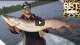 Big Canadian pike 43.5 inch VIDEO