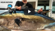 Fishing Jumbo West Coast Tuna VIDEO