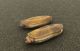 Razor Clam Fishery Closes in Del Norte County Due to Public Health Hazard