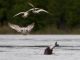 States Authorized to Kill Sea Lions to Protect Endangered Salmon Runs
