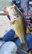 Lipping Bass May Not Be Harmful, Say Scientists