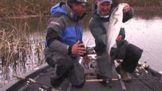 Top Water Striped Bass fishing with Mustad treble hooks