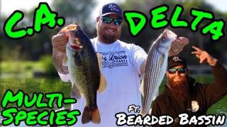 Multi-Species Day on the California Delta ft. Bearded Bassin