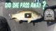 Big Fish Management VIDEO