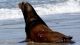 Legal sea lion killing