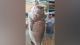 Massive 350-pound grouper