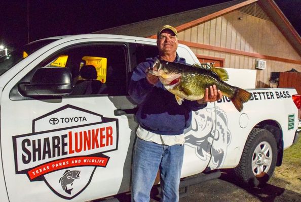 On March 8, Michael Terrebonne landed Lake Fork's second Legacy Class ShareLunker with this 13.00 pound bass was entered into the program.
Terrebonne's bass came out of 6-feet of water and measured 25-inches long.
ShareLunker #572 went to the Lunker Bunker.
13+ Legend&nbsp;Class | 13+ (Loaned&nbsp;for Spawning) Legacy Class
Photo: Texas Park and Wildlife Toyota ShareLunker Program