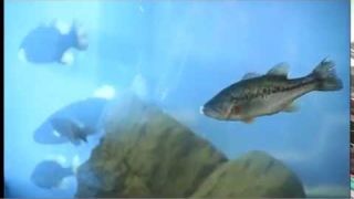Bass Fishing Seminar: Arizona ISE Joe Uribe Jr. | ChatterBaits and Whopper Ploppers