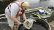 Restocking largemouth bass decimated by hurricane