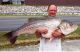 Record Striper Caught