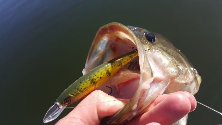 Cutter Rip Bait
This jerkbait has a very erratic action than most jerkbaits. It can be fished with the traditional &ldquo;jerk, jerk, pause&rdquo; jerkbait retrieved or fished on a straight retrieve like a crankbait.
