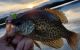 The Season When Panfish Become Predators