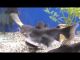 Catfish eats fish in aquarium tank | Doubles its size