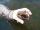 Shellfish Stocking to Cut Harmful Algae Blooms