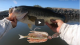 California Delta Bass Fishing Chatterbaits VIDEO