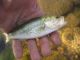 Stocking one million largemouth bass in Lake Apopka