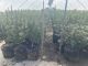 Illegal Cannabis Grow Discovered by CDFW