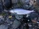 River Salmon Quota Met at Upper Klamath