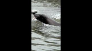 Sea Lion In Action on the Delta