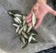 13,813 Florida Largemouth Bass were recently stocked