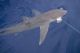 NOAA Announces Highly Migratory Shark Regs