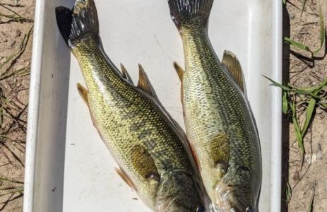 Largemouth bass today aged 0 through 11 years